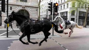 Kraliyet atları Londra’yı birbirine kattı!