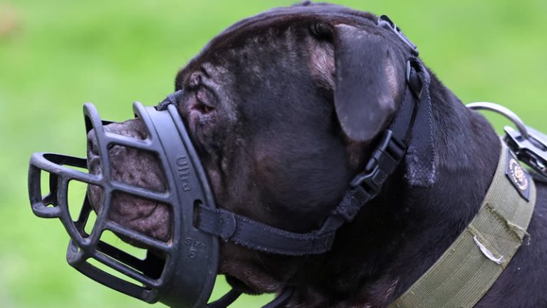 Sheffield’da çiftlik baskını: 22 XL Bully cinsi köpek ele geçirildi