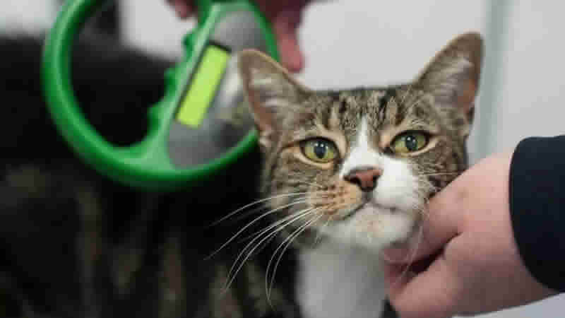 Kedilere Mikroçip Takmayanlara 500 £ Para Cezası Geliyor
