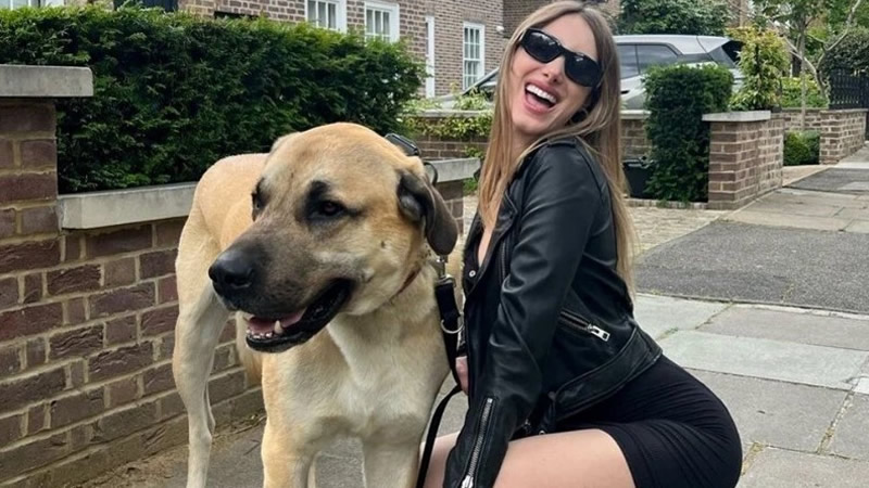 Londra Sokaklarında Bir Kangal: Pasha