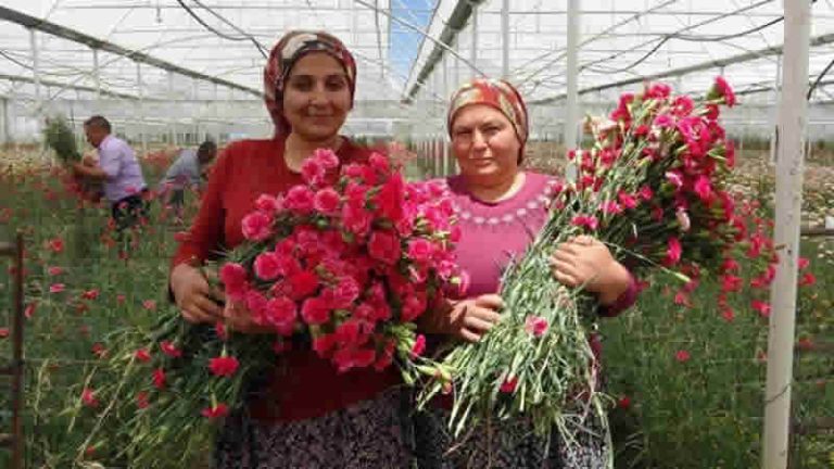 Isparta’nın Karanfilleri İngiltere’nin Gözdesi