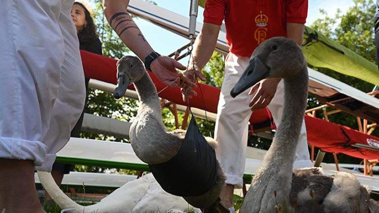 İngiltere’de Geleneksel Kuğu Sayımı 838. Kez Yapıldı