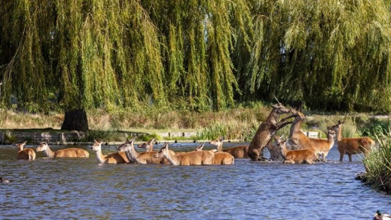 Londra’da Sonbaharda Keşfedebileceğiniz 8 Muhteşem Ormanlık Alan