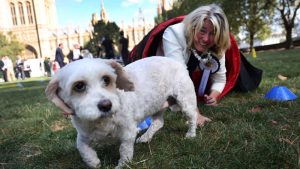 İngiltere’de Evcil Hayvan Hırsızlığına 5 Yıla Kadar Hapis Cezası