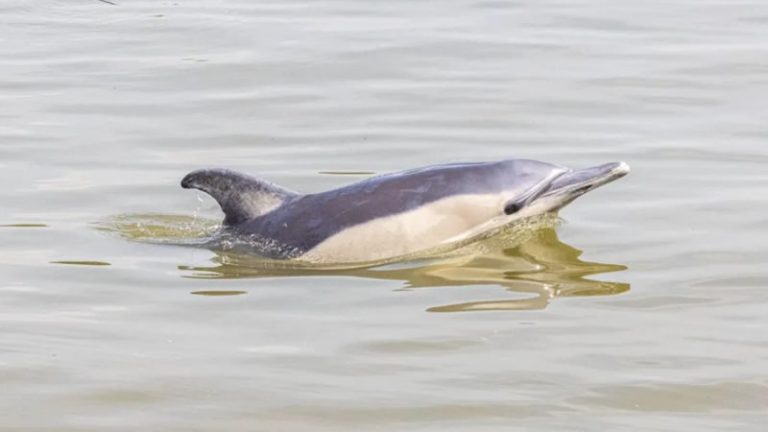Batı Londra’daki Thames Nehri’nde Yunuslar Görüldü