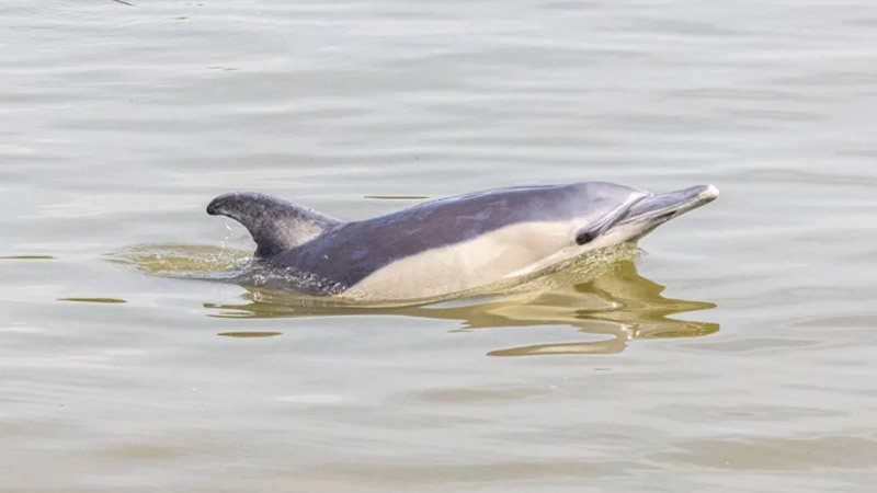 Batı Londra’daki Thames Nehri’nde Yunuslar Görüldü