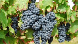 İngiltere’de İthal Gıdalarda Yasaklı Pestisitler Tespit Edildi