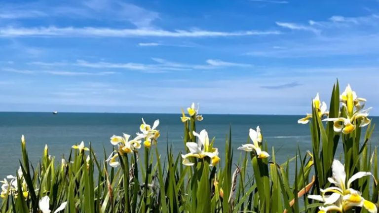 İngiltere’de Hava Sıcaklıkları Artıyor: Yunanistan’dan Daha Sıcak Olacak