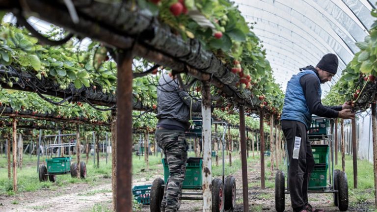 İngiltere’nin Mevsimlik Tarım İşçisi Programı 5 Yıl Daha Uzatılacak