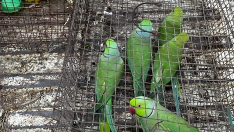 İngiltere’de 20 Bin Canlı Hayvan ve Yasaklı Ürüne El Konuldu