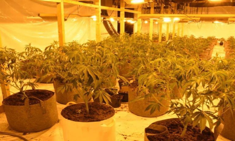 İngiltere’de Kenevir Çiftliklerine Elektrik Sağlayan Sekiz Kişi Hapse Atıldı