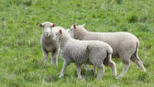 İngiltere’de İlk Kez Bir Koyunda Kuş Gribi Virüsü Görüldü