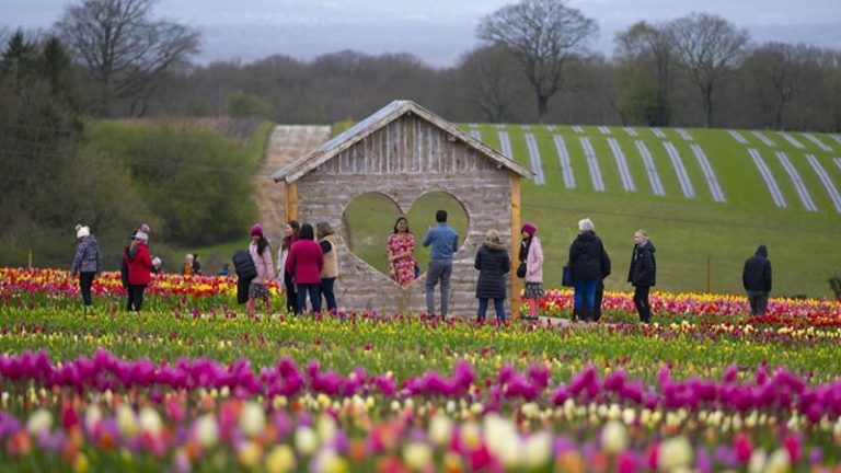 İngiltere’deki Lale Festivali Ziyaretçileri Büyülemeye Devam Ediyor