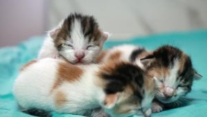 İngiltere’de Kedilere İşkence Eden Küresel Ağ Ortaya Çıkarıldı