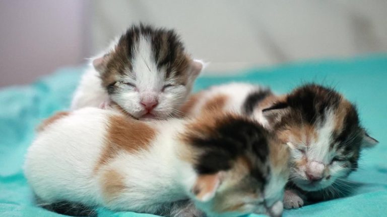 İngiltere’de Kedilere İşkence Eden Küresel Ağ Ortaya Çıkarıldı