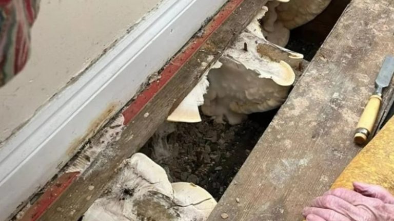 Hükümet Destekli Yalıtım Projesi Fiyasko ile Sonuçlandı