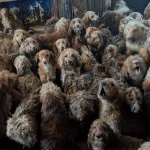 Yapay zeka sanıldı, gerçek çıktı! İngiltere’de bir evden yüzlerce köpek çıktı