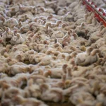 Türkiye İngiltere’ye tavuk eti ihraç edecek