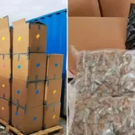 Birleşik Krallık’ta Rekor Uyuşturucu Operasyonu: 139 Milyon Sterlinlik Esrar Ele Geçirildi