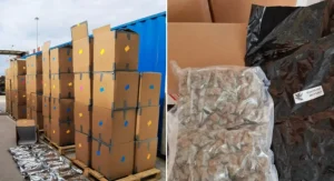 Birleşik Krallık’ta Rekor Uyuşturucu Operasyonu: 139 Milyon Sterlinlik Esrar Ele Geçirildi