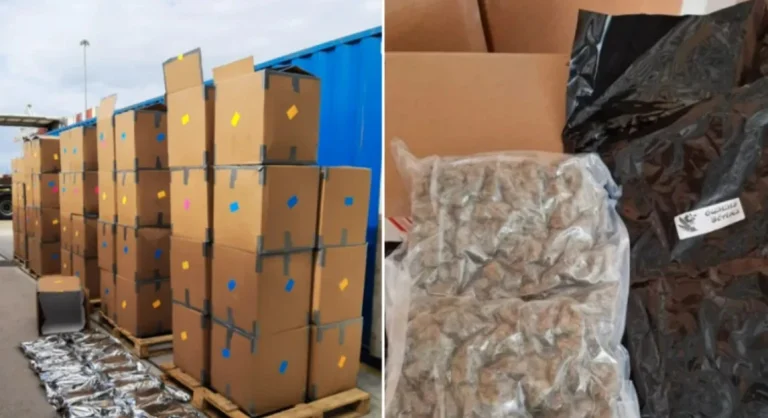 Birleşik Krallık’ta Rekor Uyuşturucu Operasyonu: 139 Milyon Sterlinlik Esrar Ele Geçirildi